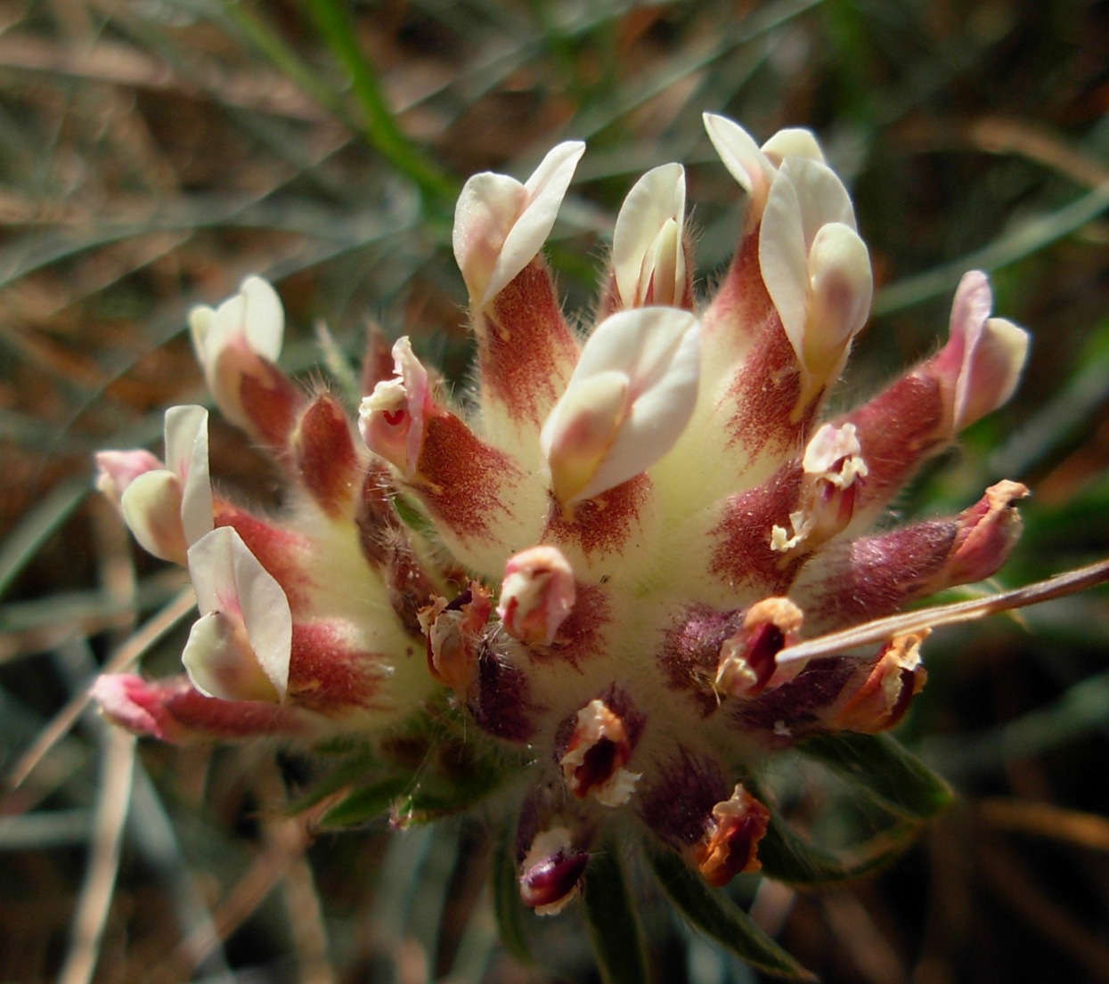 Anthyllis vulneraria e Anthyllis vulneraria subsp. rubriflora